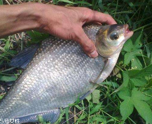 鳊魚有刺嗎 13根魚刺