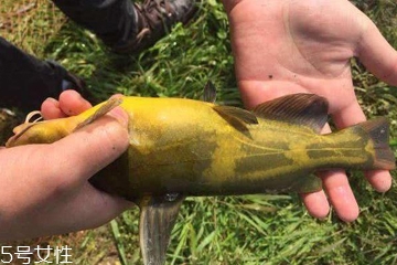 釣黃顙魚(yú)用什么打窩 牛羊骨頭或雞鴨肝臟