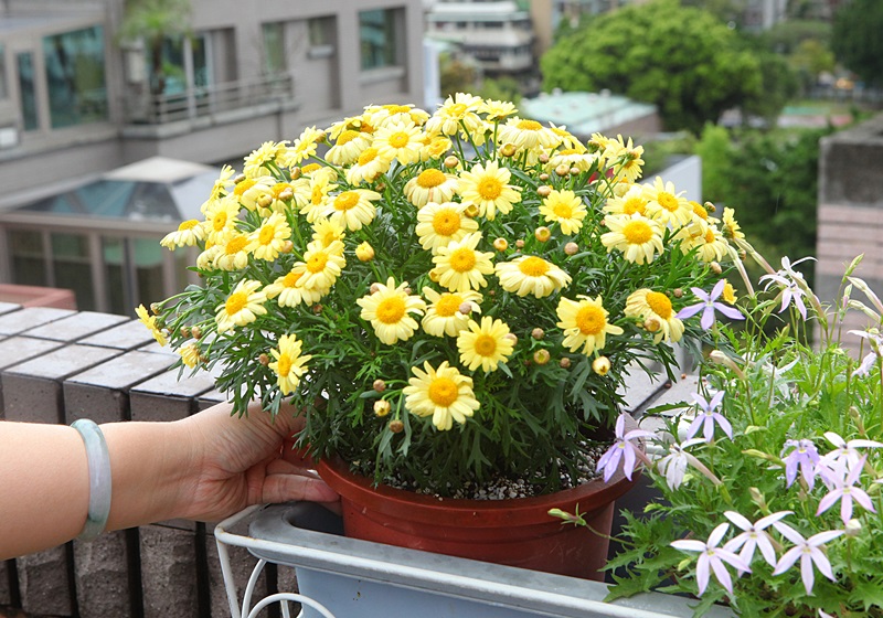 瑪格麗特花怎么種養 少女花瑪格麗特