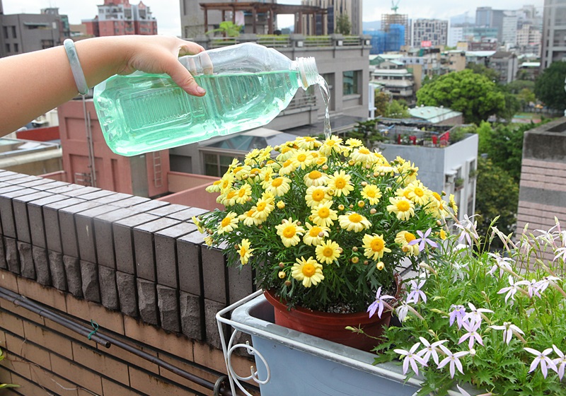 瑪格麗特花怎么種養 少女花瑪格麗特