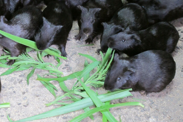 黑豚是什么動物？國家允許養殖的野生動物