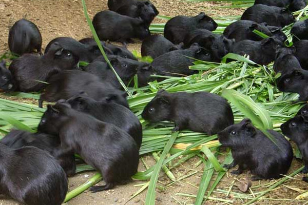 黑豚是什么動物？國家允許養殖的野生動物