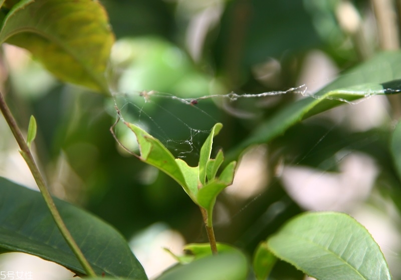 桂花盆栽的養殖方法 教你在家種花品香