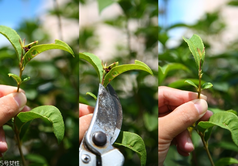 桂花盆栽的養殖方法 教你在家種花品香