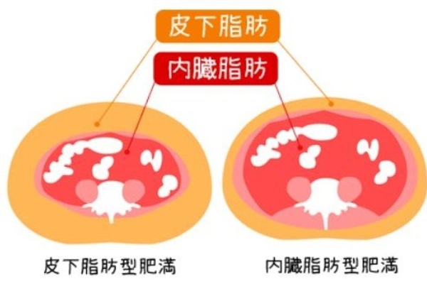 內臟脂肪和皮下脂肪的區別 內臟脂肪怎么減肥