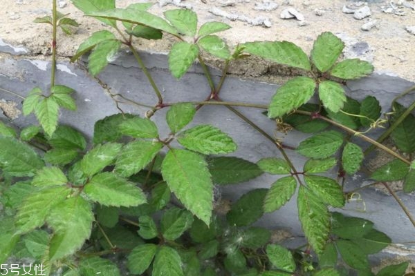 絞股藍泡水苦嗎 絞股藍茶什么味道