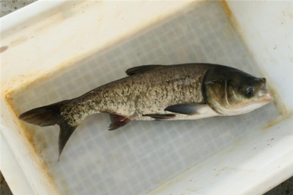 花鰱是發物嗎 花鰱魚食用禁忌