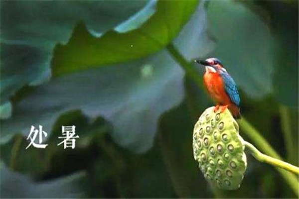 2019處暑是哪一天 處暑是什么節(jié)氣 