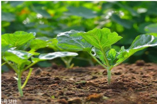 什么是野菜呢 野菜有什么營養價值呢