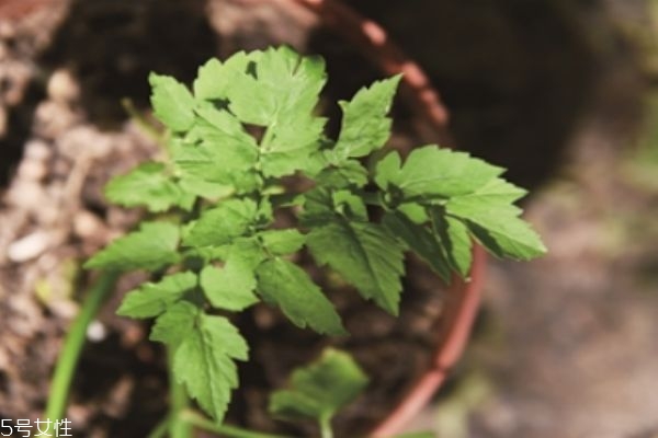 什么是野菜呢 野菜有什么營養價值呢