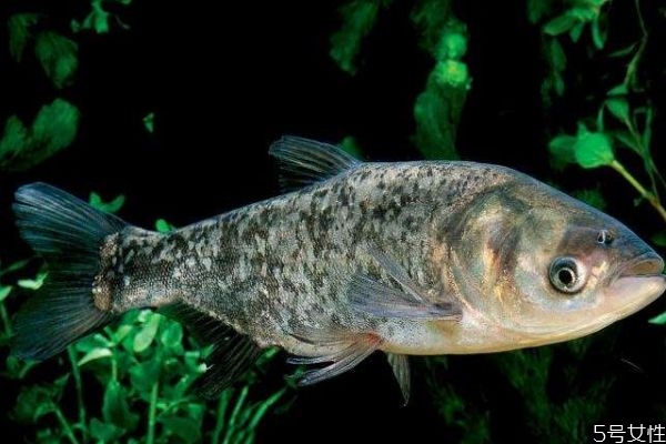 鳙魚有什么營養價值呢 鳙魚怎么做好吃呢