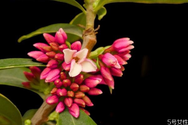 瑞香花的花語是什么呢 瑞香花的種植需要注意什么呢