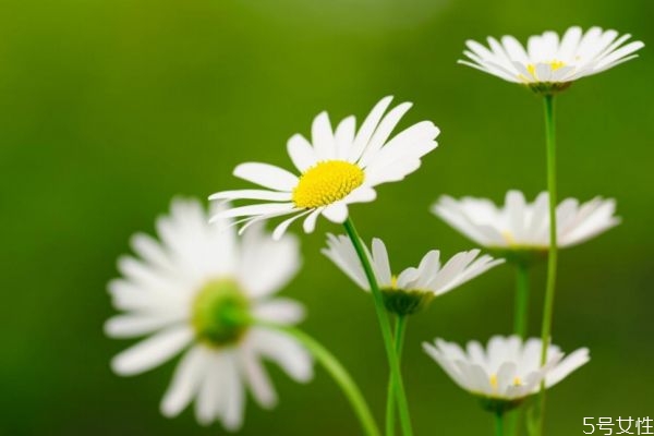 雛菊的花語是什么呢 雛菊的生長環境是怎么樣的呢