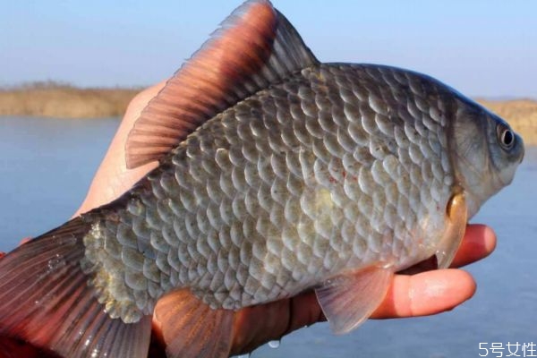 鯽魚有什么營養價值呢 鯽魚怎么做好吃呢