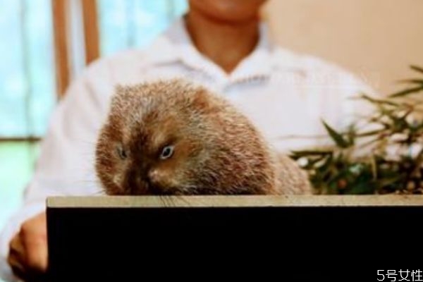 野生竹鼠怎么抓 野生竹鼠與養殖竹鼠的區別