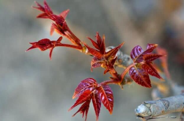 香椿芽適合幾月份吃 香椿芽可以天天吃嗎