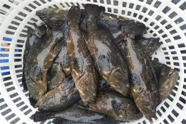 吃石斑魚為什么不能喝酒 吃石斑魚喝酒會怎樣