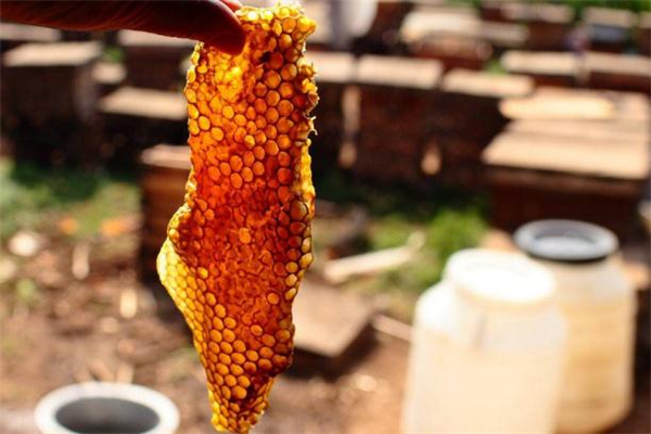 綠蜂膠和黃蜂膠的區別 蜂膠什么顏色最好