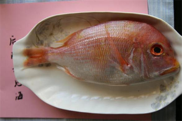 加吉魚是什么魚 加吉魚是野生還是養殖