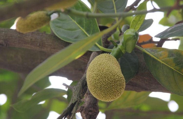 菠蘿蜜籽的功效與營養價值 菠蘿蜜籽有什么營養