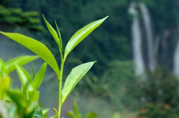 茶葉要洗過再泡嗎 茶葉的正確泡法