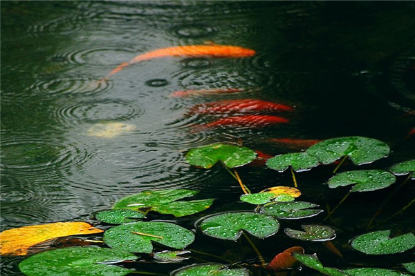 梅雨季節家里潮濕是開窗還是關窗 梅雨季節要注意什么