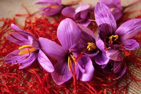 藏紅花可以去除黃褐斑嗎 藏紅花可以美容養顏嗎