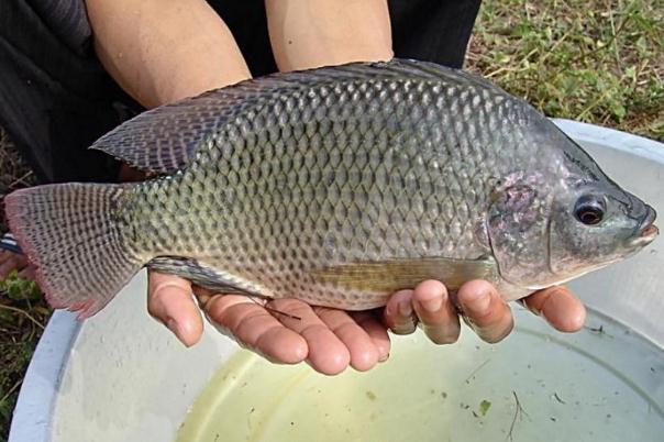 羅非魚是不是發物 羅非魚要煮多久才能煮熟