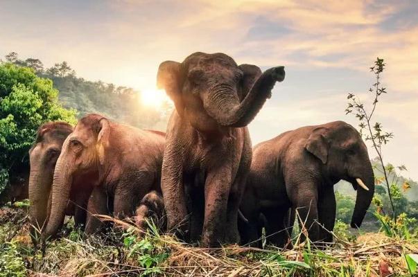 今后亞洲象還可能出現大范圍遷移 亞洲象是幾級保護動物