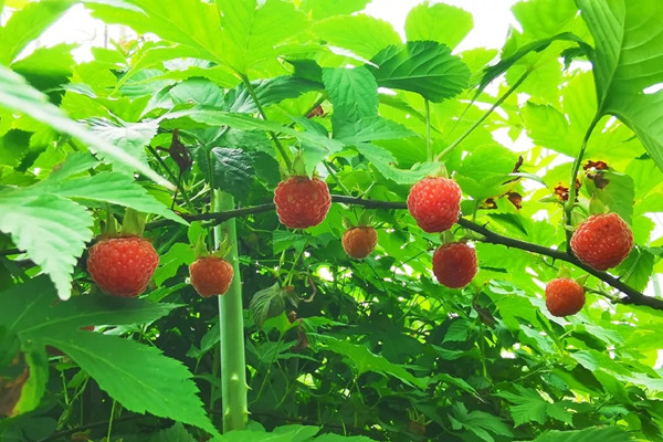 覆盆子是涼性還是熱性 覆盆子會上火嗎