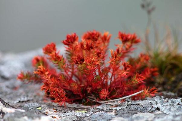 紅景天會不會影響月經 紅景天會導致月經推遲嗎