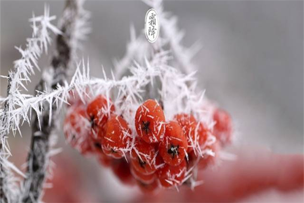 霜降吃柿子有啥好處 霜降要吃柿子嗎