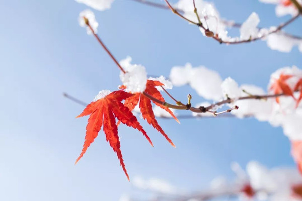 立冬會下雪嗎 立冬會很冷嗎