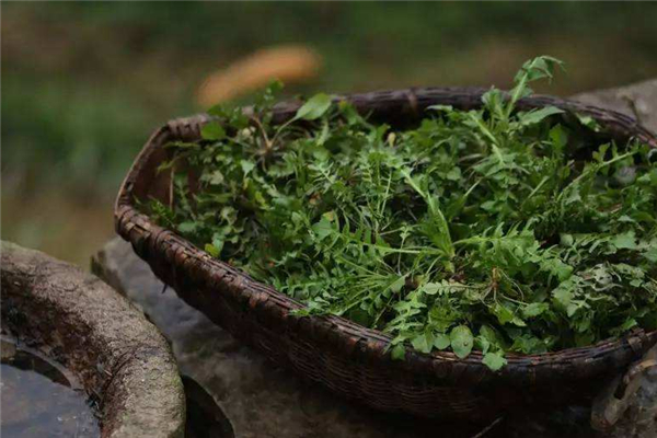 薺菜怎么腌制成咸菜 薺菜怎么做比較好吃