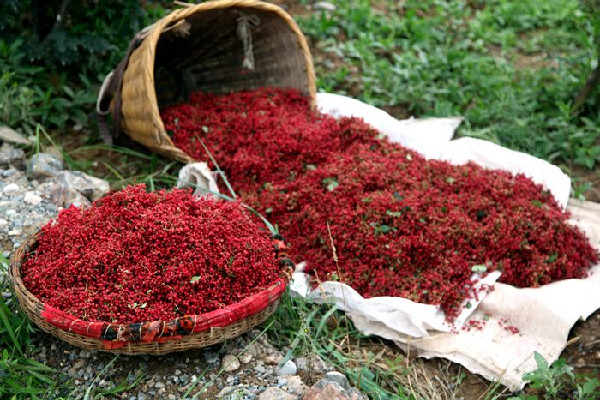 大紅袍花椒有刺還是無(wú)刺 大紅袍花椒有什么特點(diǎn)