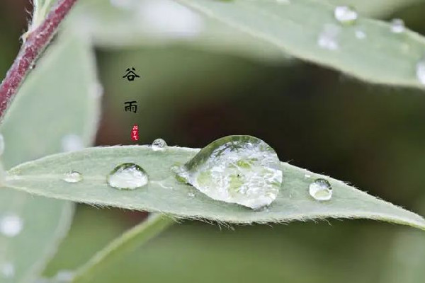 谷雨節氣吃什么傳統食物 谷雨節氣養生吃什么