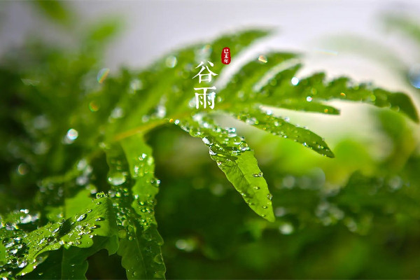 谷雨節氣喝什么茶養生 谷雨節氣的飲食禁忌