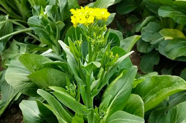 菜苔怎么保存時(shí)間更長(zhǎng) 菜苔可以冷凍保存嗎