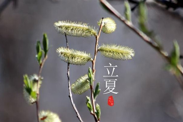 立夏吃蠶豆是什么意思 立夏吃安宮牛黃丸好嗎