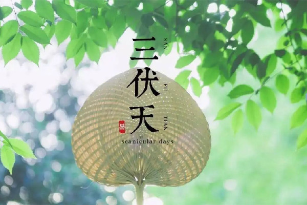 三伏天吃什么好補(bǔ)身體 三伏天吃羊肉的功效