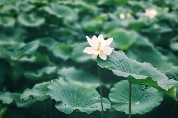 三伏天怎么去濕氣和寒氣 三伏天祛濕氣最佳時間