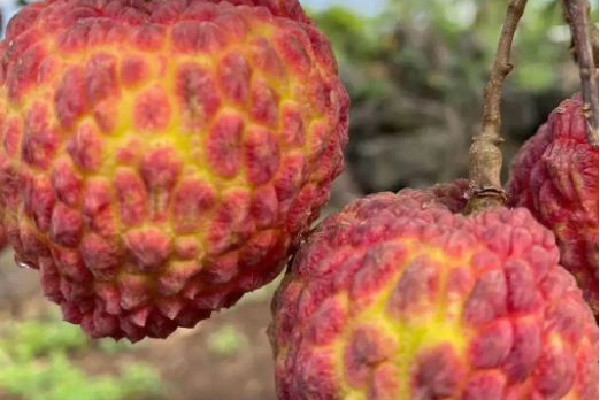 荔枝王是大核還是小核 荔枝王和無核荔枝區別