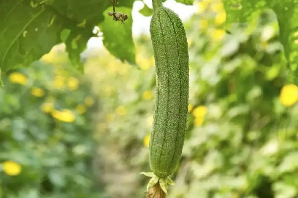 絲瓜是幾月份的菜 絲瓜什么季節吃最好