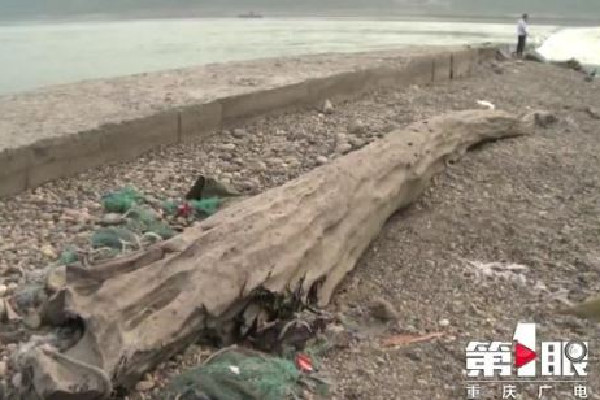 重慶嘉陵江現巨大陰沉木有盜割痕跡 陰沉木市場價格多少錢一斤