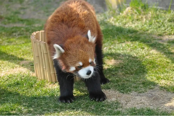 南京一動物園直播籌款:揭不開鍋了 動物園可以自己帶食物喂動物嗎