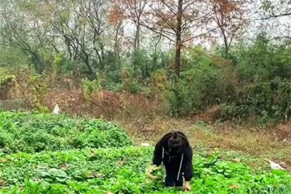 女子獨(dú)居農(nóng)村月入1千稱很快樂 獨(dú)居生活是一種什么感受