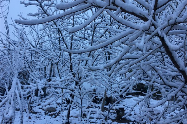 冷空氣發威上海已見初雪 下雪要注意什么