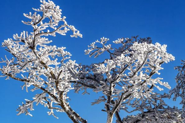 大雪節氣誰是真正下雪王 大雪節氣的特點和風俗