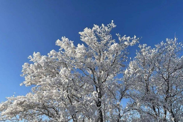 數九是按陰歷還是陽歷 數九的來歷和風俗