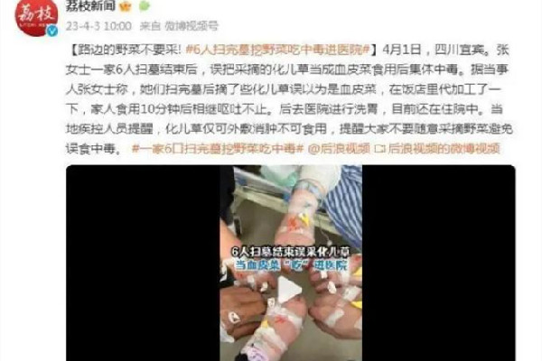 一家六口掃墓后誤采毒草食用中毒 掃墓帶幾種水果和點心